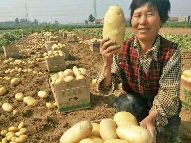高密土豆示范园